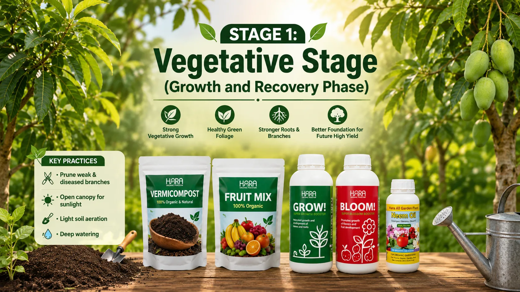 Stage 1 Vegetative Stage (Growth and Recovery Phase)