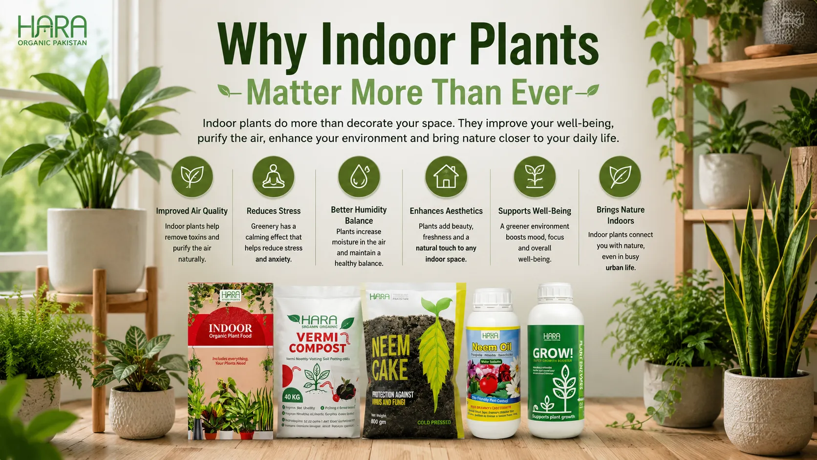 Why Indoor Plants Matter More Than Ever